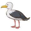 Until the 21st century, most gulls were placed in the genus larus, but that arrangement is now considered polyphyletic, leading to the resurrection of several genera. Https Encrypted Tbn0 Gstatic Com Images Q Tbn And9gcqhjcrtljssopdd58r9zou8vytjrvwjuzpichbkgifvjugtl 5v Usqp Cau