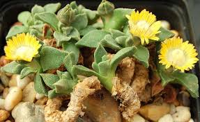 Image result for Nananthus