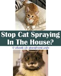 9 Creative Clever Tips Citrus Spray Keep Cats Off Furniture Can You Spray Advantage For Cats On Anything Else Getting Rid Of C Aerosol Toxoplasmosis Admirable
