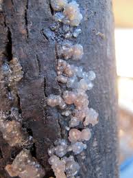 Image result for Exidia nucleata