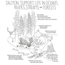 Ecosystems Depend On Salmon Populations Completing Their Full Life Cycle Which Includes Both Streams A Life Cycles Activities Indigenous Knowledge Life Cycles