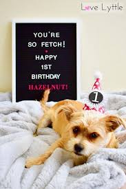 Love Lyttle Blog Pup S 1st Birthday Letterboard And Diy Party Hat Birthday Letters Dog Birthday Puppy Announcement