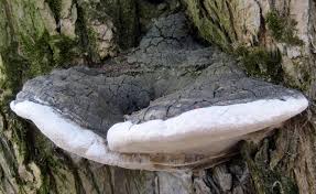 Image result for Phellinus rimosus