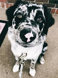 Pinterest Catherinesullivan2017 Puppies Cute Baby Animals Dog People