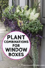 Flowers are usually the central feature of the window box for most gardeners, and if your home's façade is sunny, you can have a large range of blooming choices. Window Box Flower Combinations Flower Box Ideas Inspired By Charleston Window Boxes Gardening From House To Home
