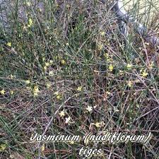 Image result for Jasminum breviflorum