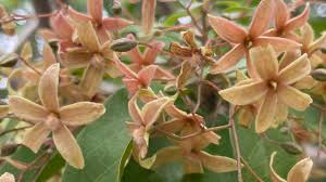 Image result for Sterculia appendiculata