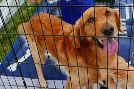 Golden retriever puppies for sale in alabama select a breed. Golden Retriever Rescues By State The Ultimate List Puppy In Training
