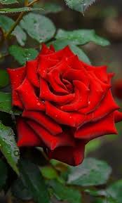 Pin By Jenifer Vicuna On Rosas Rojas Beautiful Rose Flowers Rose Buds Beautiful Roses