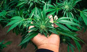 How To Grow Weed: A Step-By-Step Guide For Beginners | High Times