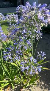 Image result for Blepharis gazensis