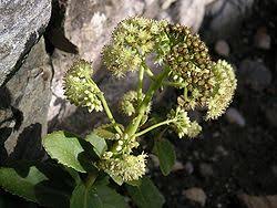Image result for Sedum ruwenzoriense