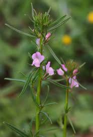 Image result for Misopates