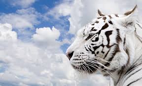 These images are ready to download, and can be used for commercial and. White Tiger Hd Wallpapers Wallpaper Cave