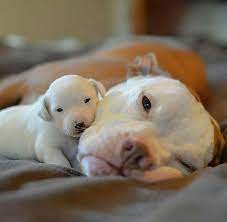 Top 66 Best Dogo Argentino Dog Names