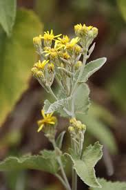 Image result for Anisopappus kirkii