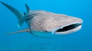 We did not find results for: Dia Internacional Del Tiburon Ballena