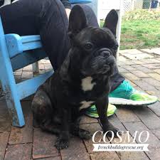 $10 + $1.45 to ship paypal the rescue at courtney@carolinapetpantry.com and include which style you would like. Cosmo Is Available For Adoption Read French Bulldog Rescue Network Facebook