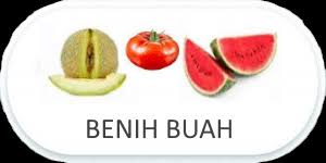 Tersedia bibit tanaman bunga mawar, bunga matahari, anggrek, krisan, lavender, Jual Benih Tanaman Sumedang Toko Bibit Tanaman Di Sumedang