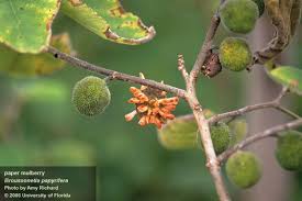 Image result for Maerua friesii