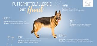 Wenn sie sich trotz allergie entscheiden, einen hund bei sich aufzunehmen, können sogenannten wasserhunden und den ihnen verwandten pudeln wird nachgesagt, dass sie weniger allergien auslösen und daher als hunde für allergiker geeignet sind. Hundefutter Fur Allergiker Hypoallergenes Futter Aus Insektenproteinen