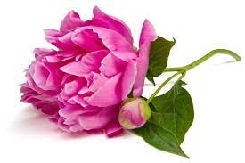 Peony Flower Meaning Flower Meaning Peony Flower Meaning Flower Meanings Flowers