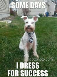 Dress For Success Pompom Dawg Is All About Fashion Follow At Http Facebook Com Thepominator Schnauzer Memes Funny Animals Doggy Dress For Success