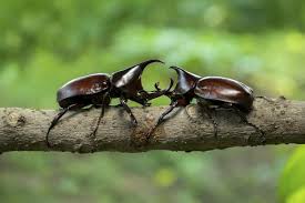 See more ideas about rhino beetle, beetle, bugs and insects. Rhinoceros Beetles Harmless To Humans But Devastating To Some Crops Owlcation