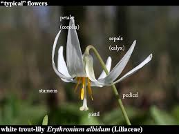 The petals of a flower, typically forming a whorl within the sepals and enclosing the reproductive organs. Flowers Fruits Ohio Plants
