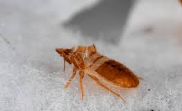 Independent pest solutions offer you effective pest control service for fleas in puyallup, auburn & tacoma, wa. Free Your Home From Ticks Flea With A Proper Flea Control Services Hollywood Florida Pest Control 954 361 6126 Termite Exterminator Services