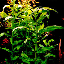 Image result for Pogostemon rogersii