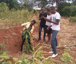 Image result for Terminalia kilimandscharica