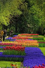 Keukenhof Blumen Anbauen Blumenarten Garten Pflanzen