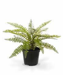 Il existe un très grand nombre d'espèces et de variétés, ainsi vous trouverez certaines grossiste en plantes à rungissite dédié aux professionnels. Plante De Fougere D Asplenium 35 Cm Artificielle En Pot Maxifleur