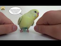 Muhabbet Kusu Pastel Hangi Elimde Oyunu Youtube Muhabbet Kuslari Kusu Youtube