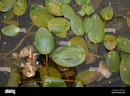 Image result for Potamogeton nodosus