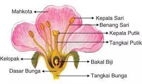 10 Bagian Bagian Bunga Dan Fungsinya Secara Umum Lengkap