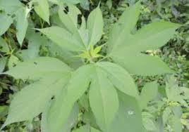 It has been collected in the wild. Ragweed Common Wildfoods 4 Wildlife