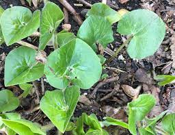 Because it has three leaves on each stem, it is sometimes confused with clover. Seeing The Weeds Among The Leaves By Beth Botts