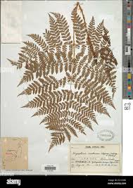 Image result for Dryopteris athamantica