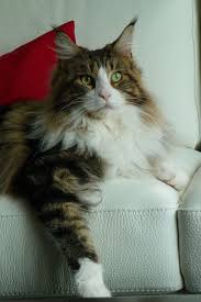 Black And White Tabby Maine Coon Pin On Cats Main Coon