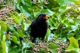 You can trap the birds, you can use bird netting for fruit trees to keep them from getting at the ripening fruit, and you can use chemical repellants to keep the birds and other pests away from your fruit trees. How To Keep Birds Away From Fruit Trees Urban Garden Gal
