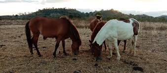 Kuda sumbawa dikawinkan dengan kuda australia. Info Terbaru Kisaran Harga Kuda Sumbawa Daftar Harga Tarif