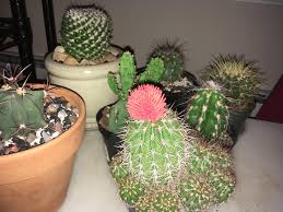 Then i realized i know nothing about cacti except how to care for them so i googled and. How Does One Remove The Glued Fake Flowers Cactus