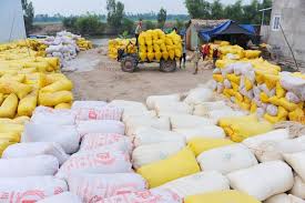 Thị trường gạo thế giới biến động mạnh