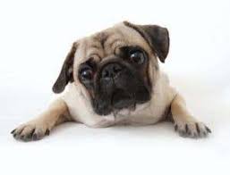 Dog Brains Rotated By Selective Breeding New Scientist
