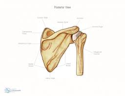 Human anatomy for muscle, reproductive, and skeleton. Shoulder Bone Anatomy Anatomy Drawing Diagram