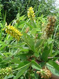 Image result for Eriosema