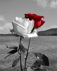 Love This Beautiful Roses Beautiful Flowers Red Roses
