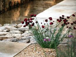 Dianthus Cruentus Whats Not To Like Lovely For Front Of Border Statement Plants Chelsea Flower Show Gravel Garden